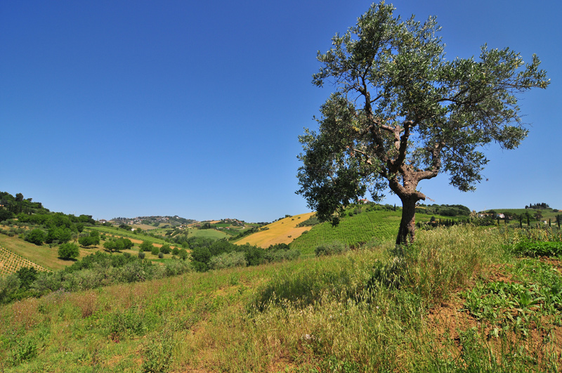 Bisogno di aiuto in Provincia di Ascoli